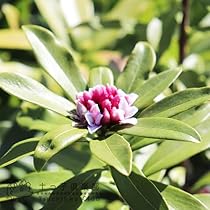 51MSkslFa+L._AC_UL210_SR210,